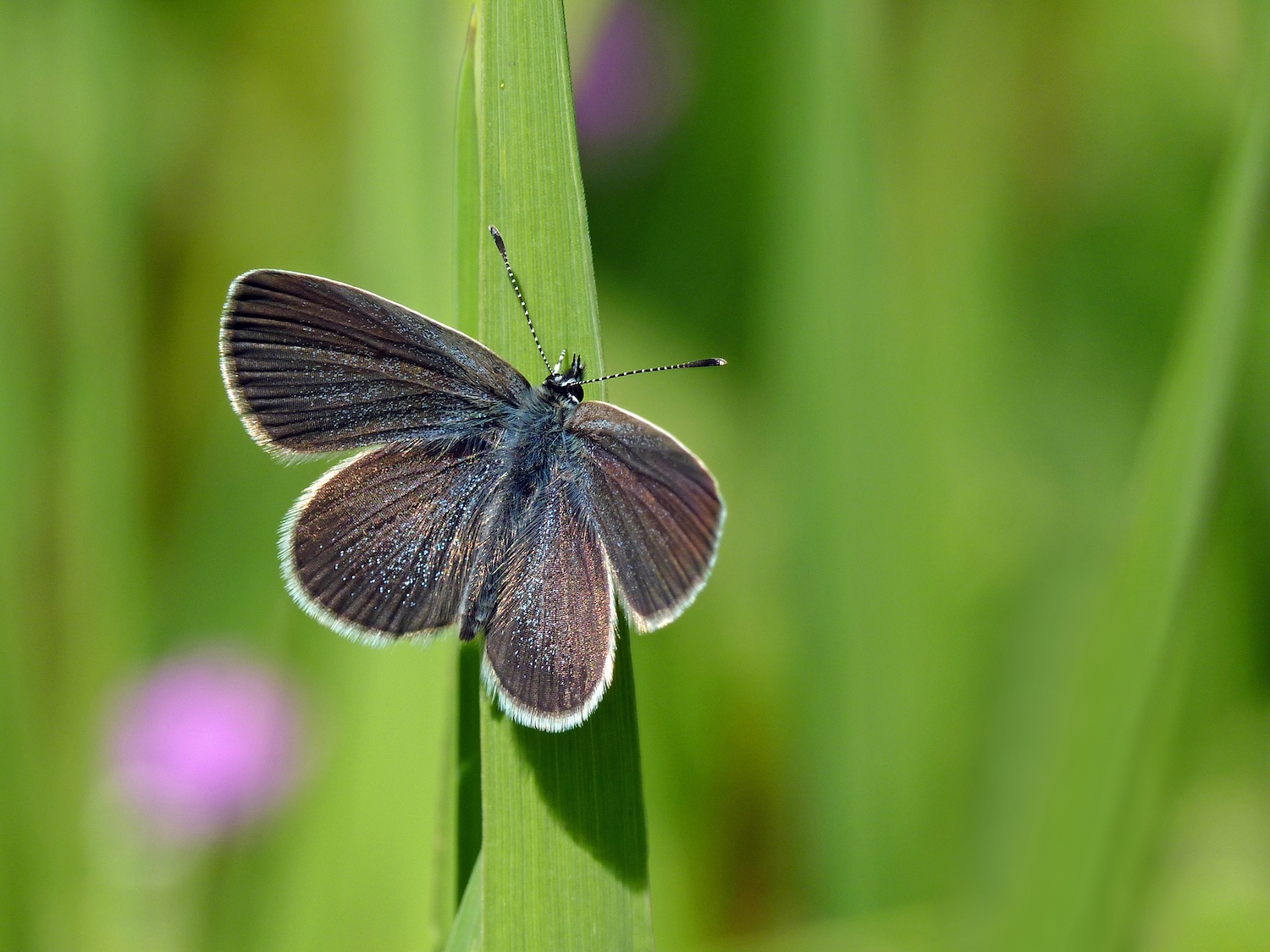 Small Blue butterfly at Halnaker Hill Farm