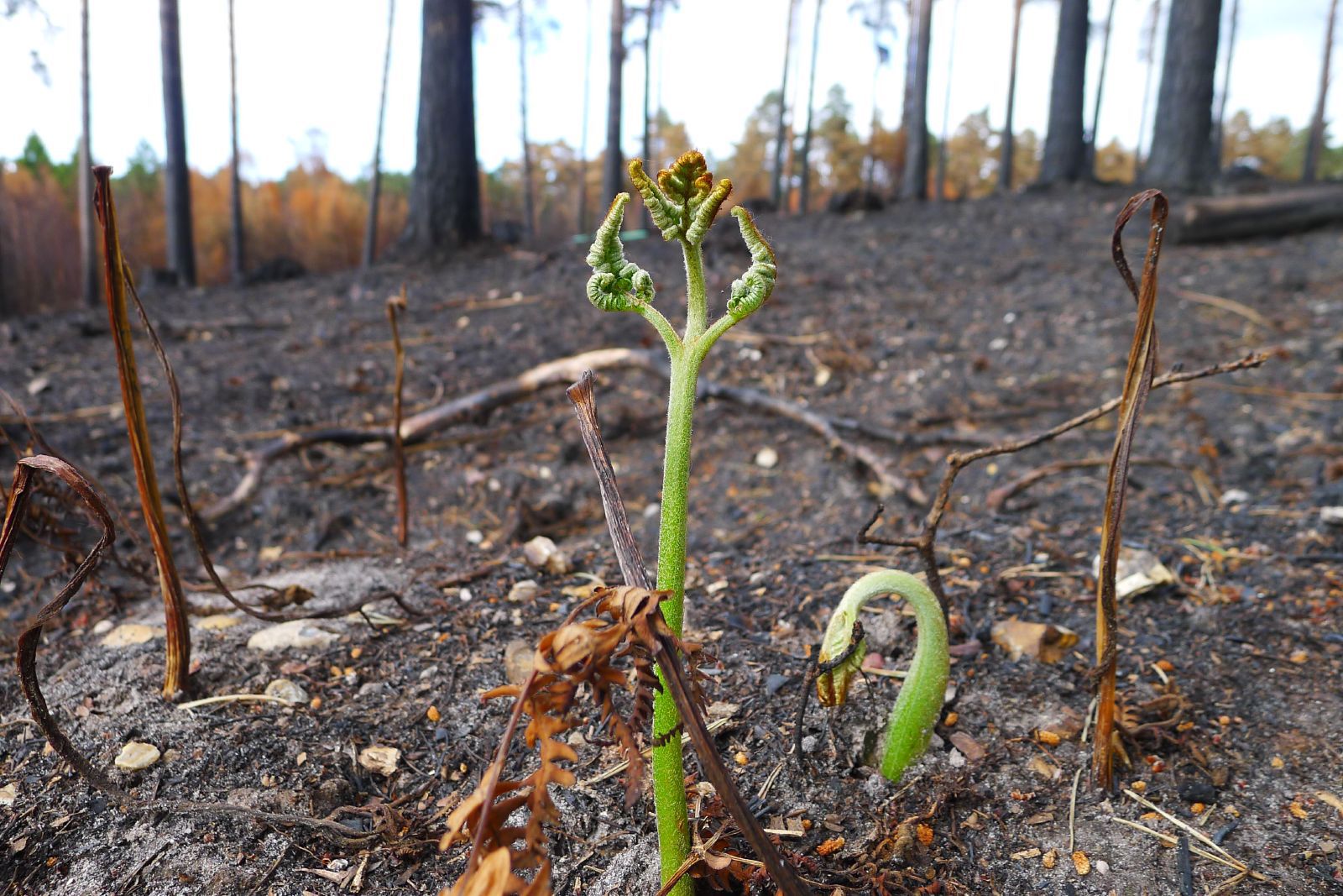 Piccoli germogli verdi che crescono da un terreno bruciato in una foresta con alberi sfocati sullo sfondo.