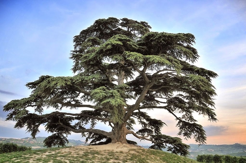 Albero di cedro ampio con rami estesi su una collina erbosa al tramonto.