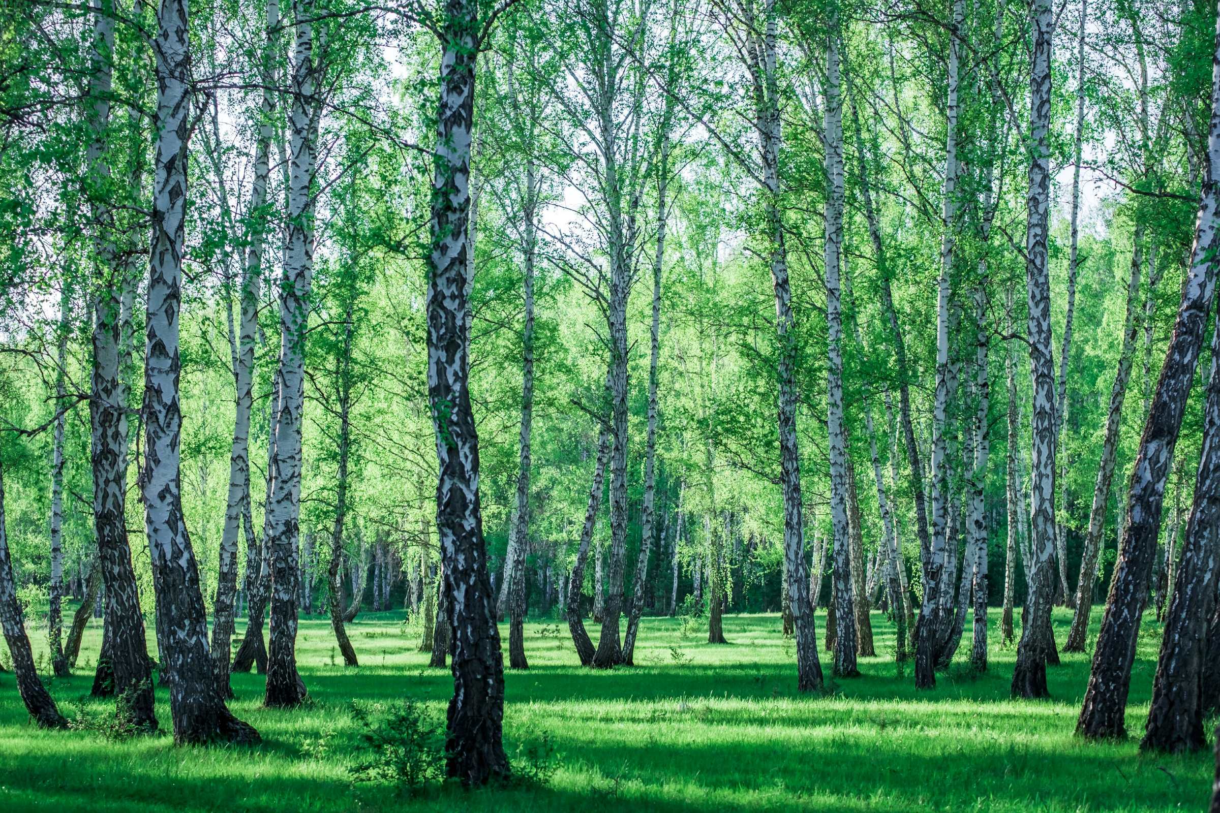 Parallel rows of birch trees with white bark and yellow leaves lining two paths covered in fallen leaves.