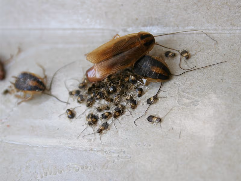 german cockroach infestation