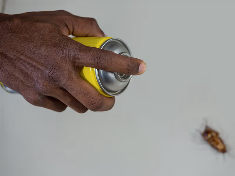 diy bug spraying
