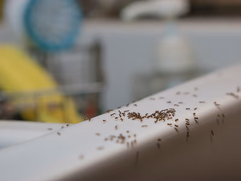 ants infesting tampa kitchen