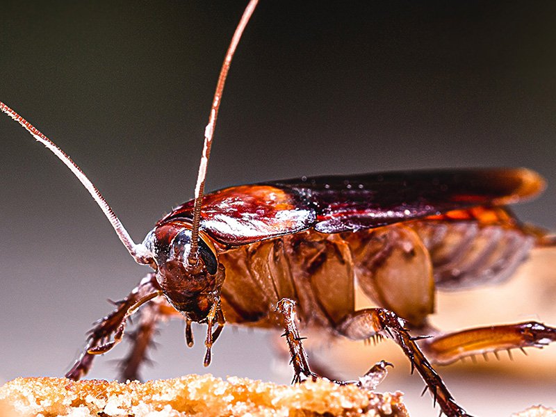 palmetto bug in kitchen at night