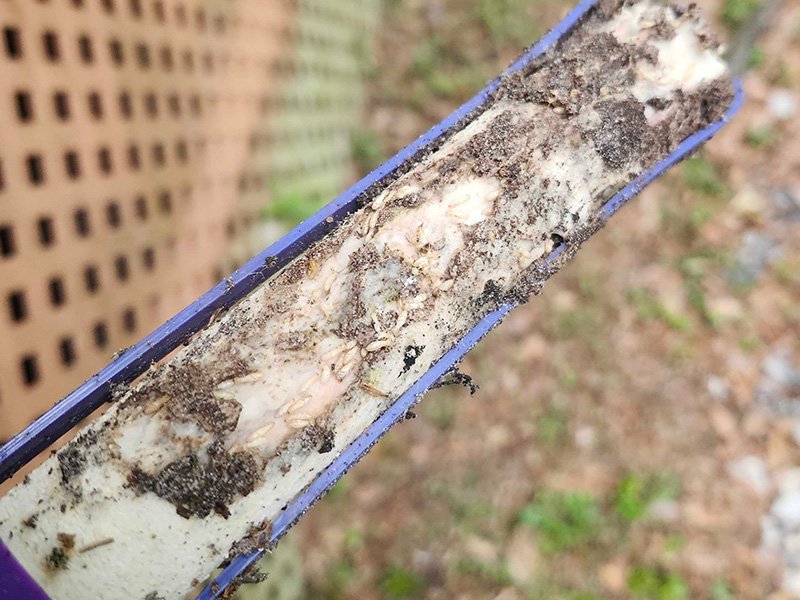 Termite Bait