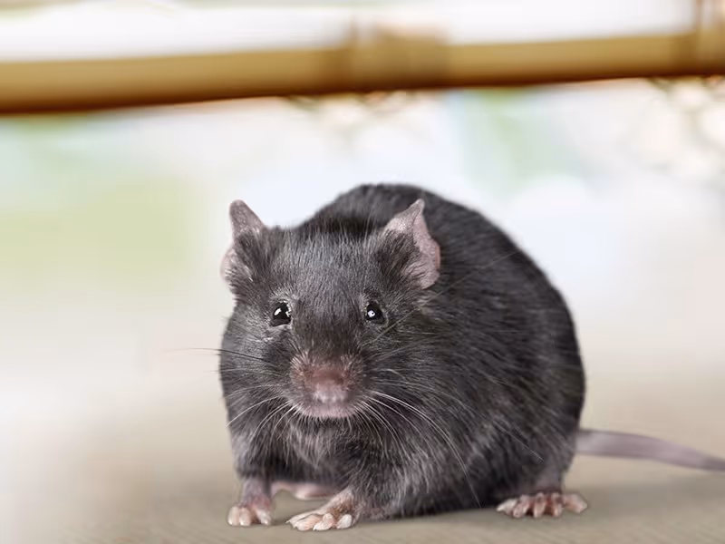 roof rat near tampa bay home