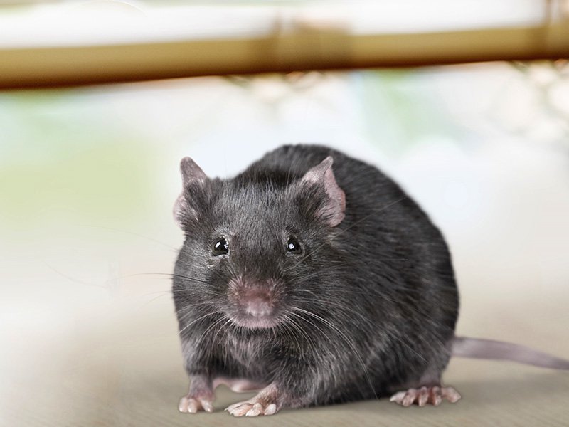 roof rat near tampa bay home