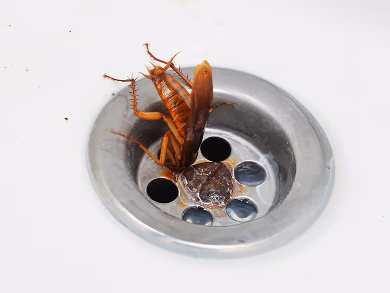 cockroach crawling in sink