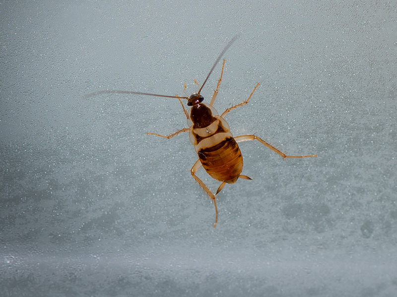brownbanded cockroach under microscope