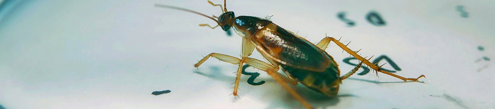 brownbanded cockroach on paper