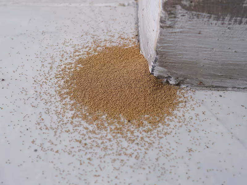 termite frass