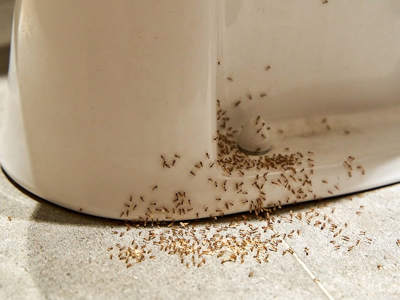 tiny ants around toilet