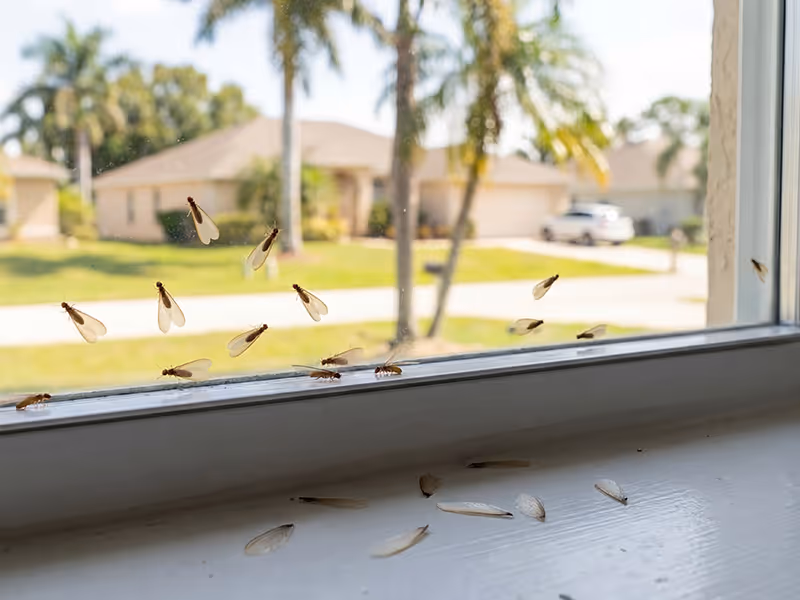 termites on a window