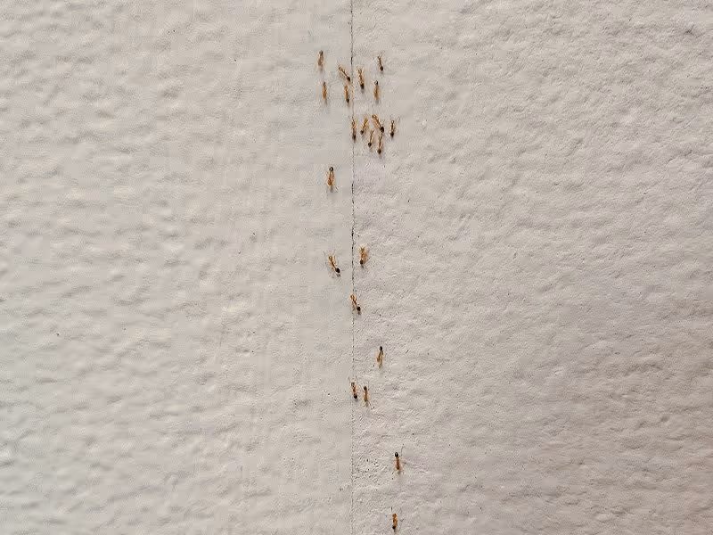 ants on a white wall