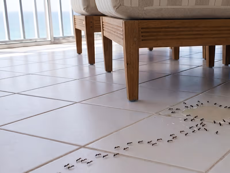 trail of ants on tiled floor