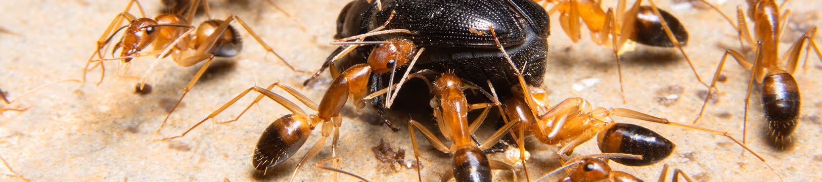 ghost ants eating a beetle 