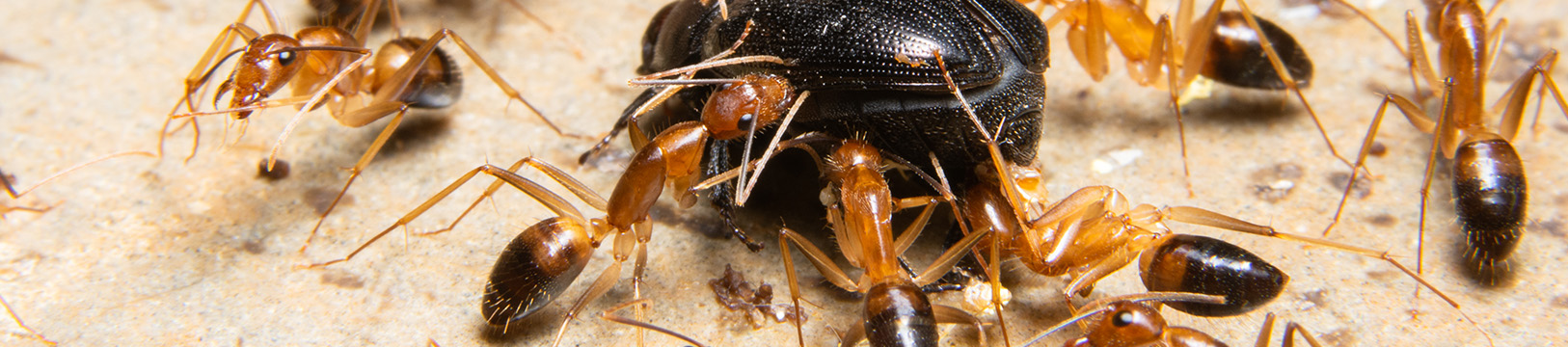 ghost ants eating a beetle 
