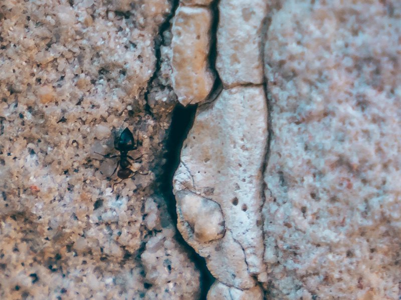 ant crawling through crack to get into house