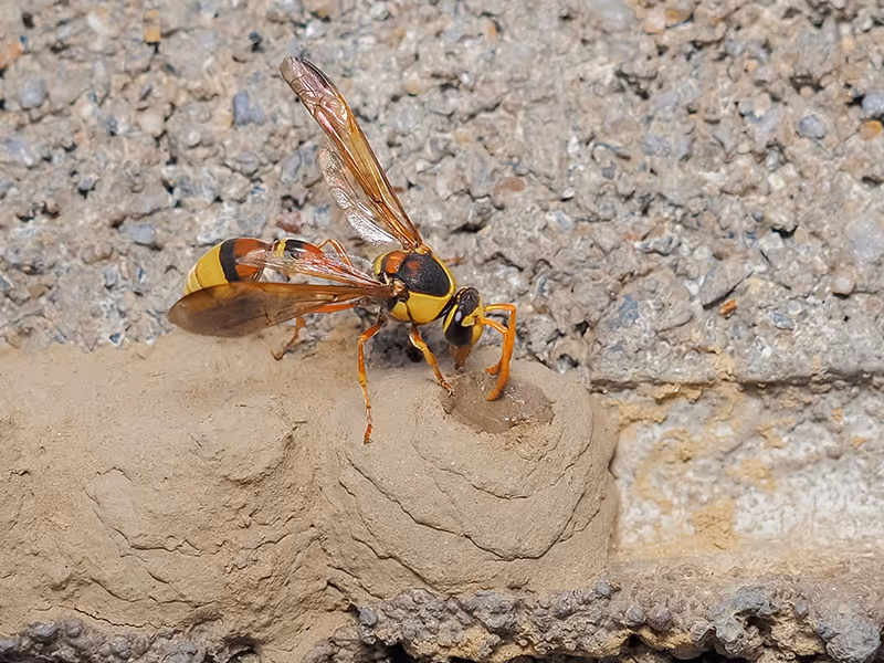 mud dauber making mud