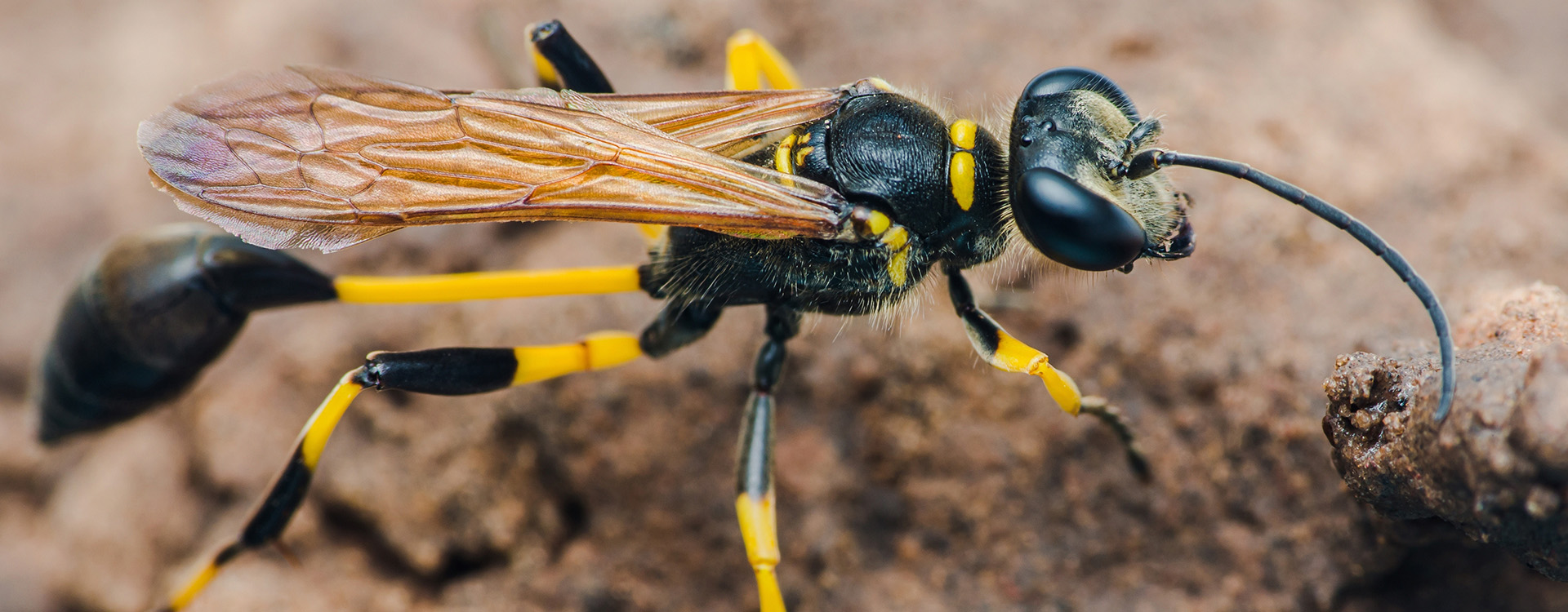 mud dauber up close