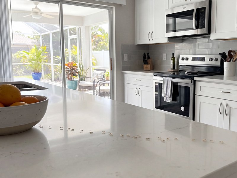 ants on a white countertop