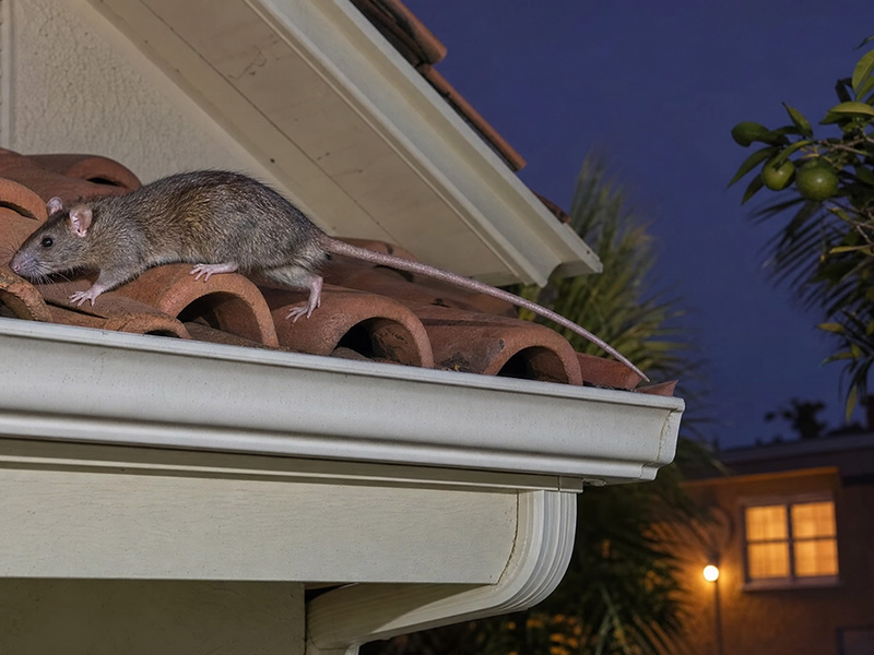 roof rat on roof