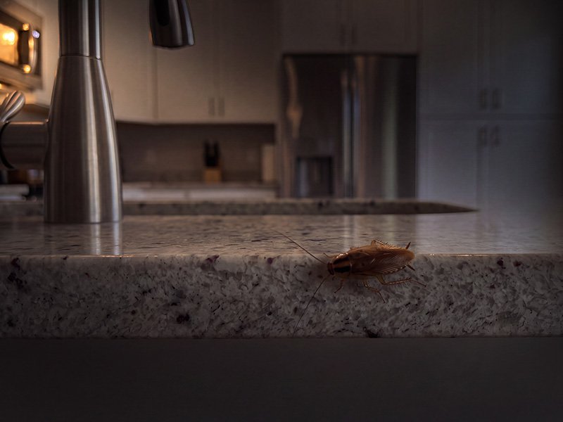 cockroach on countertop