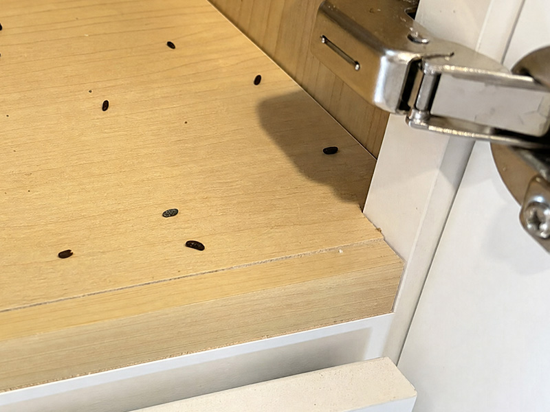 mouse droppings in cabinet