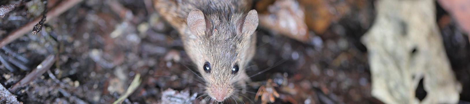 mouse in leaves