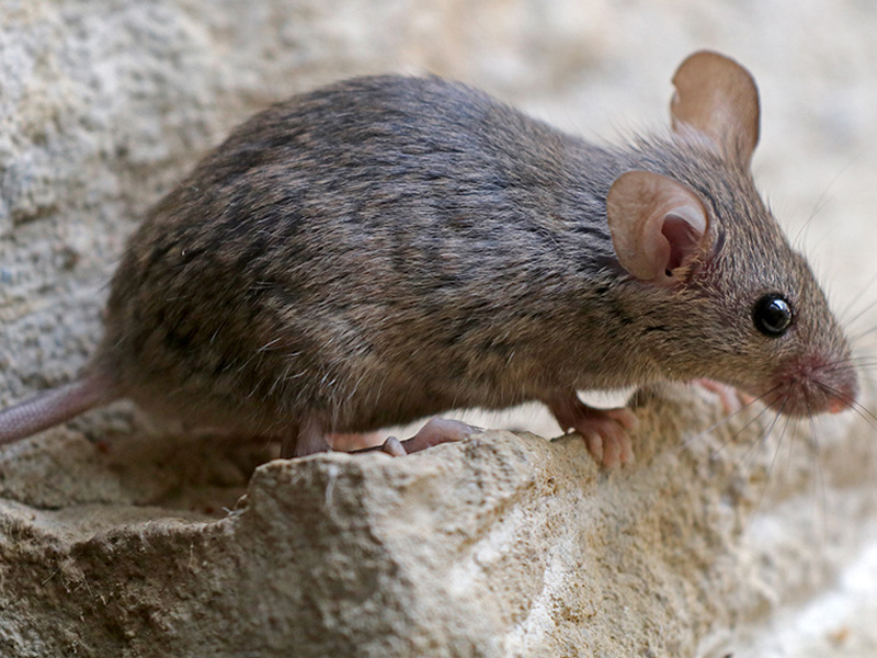 mouse on rock