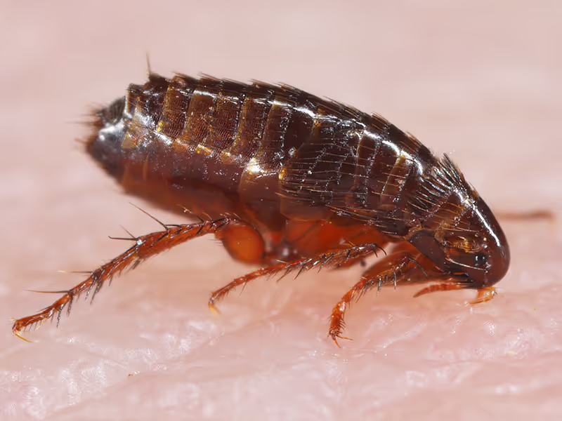 A macro view of a brown, segmented flea resting on light pink skin.