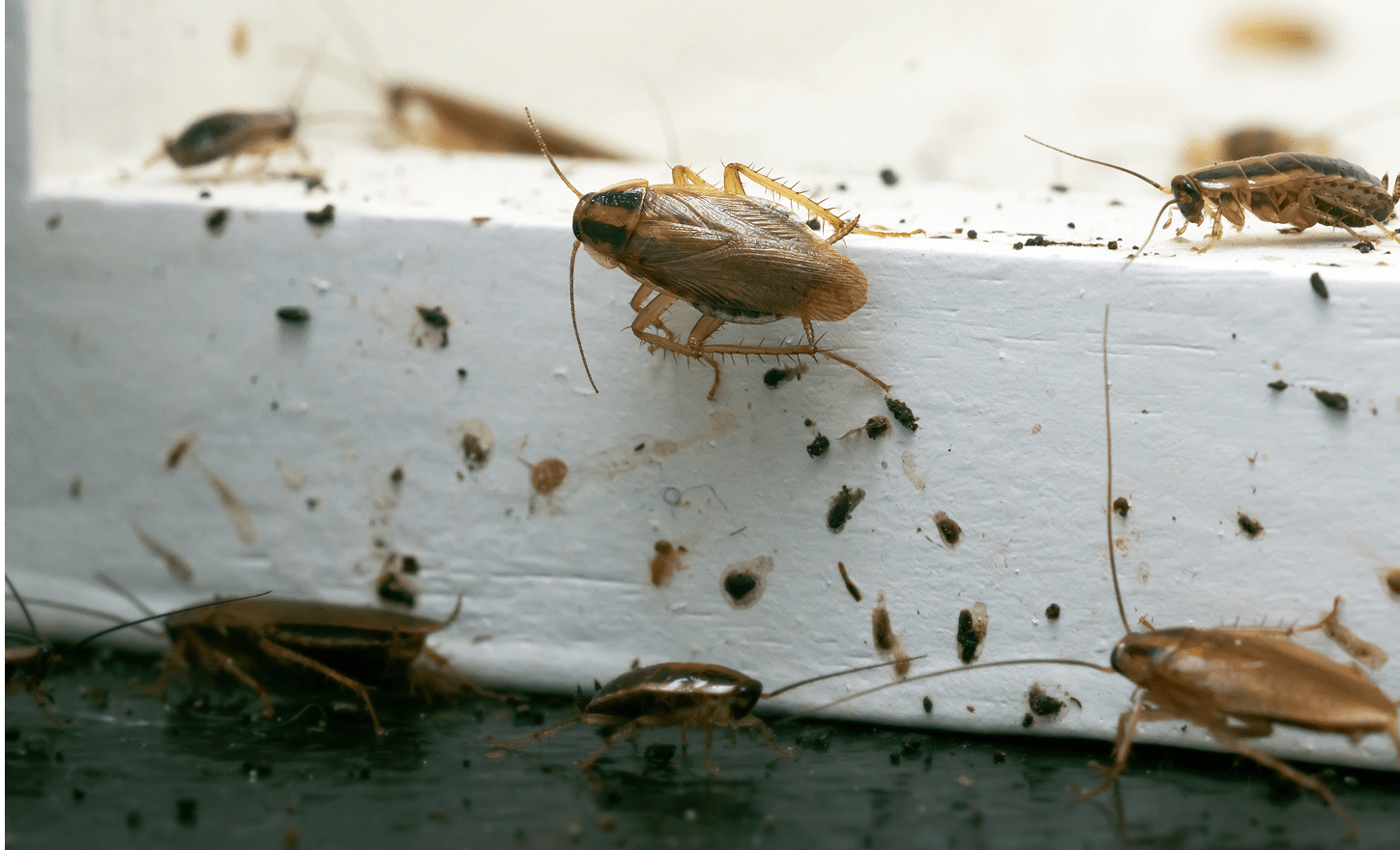 Several German cockroaches crawl across a dirty white surface covered in dark droppings and stains.