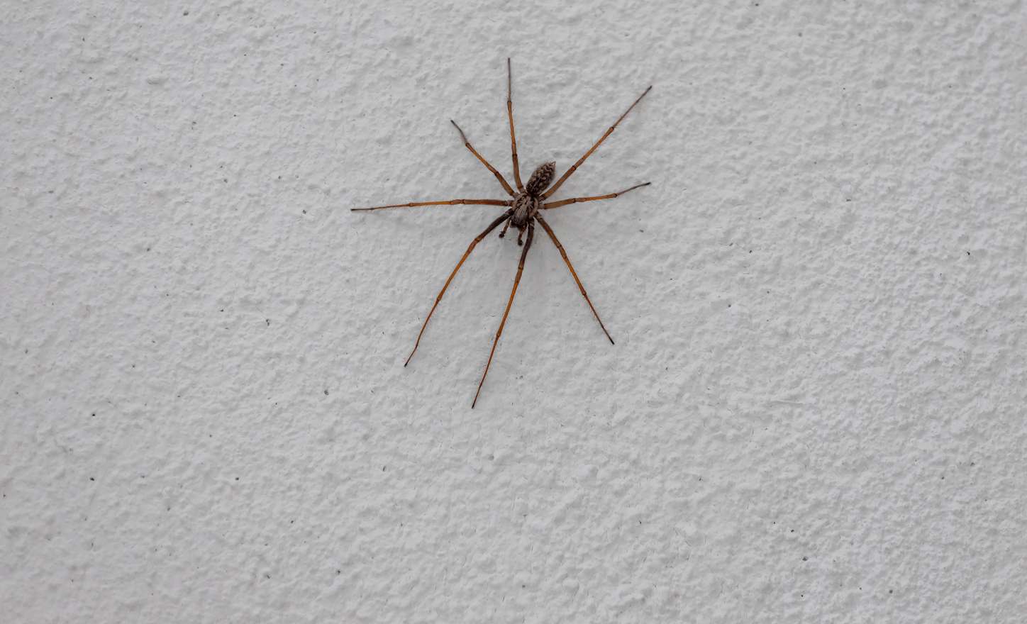 A long-legged brown spider rests on a textured white wall.
