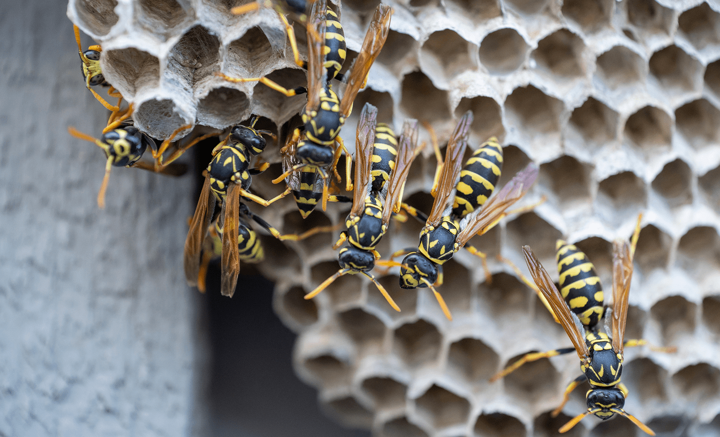 Several yellow and black paper wasps crawl over the hexagonal cells of a large paper nest.