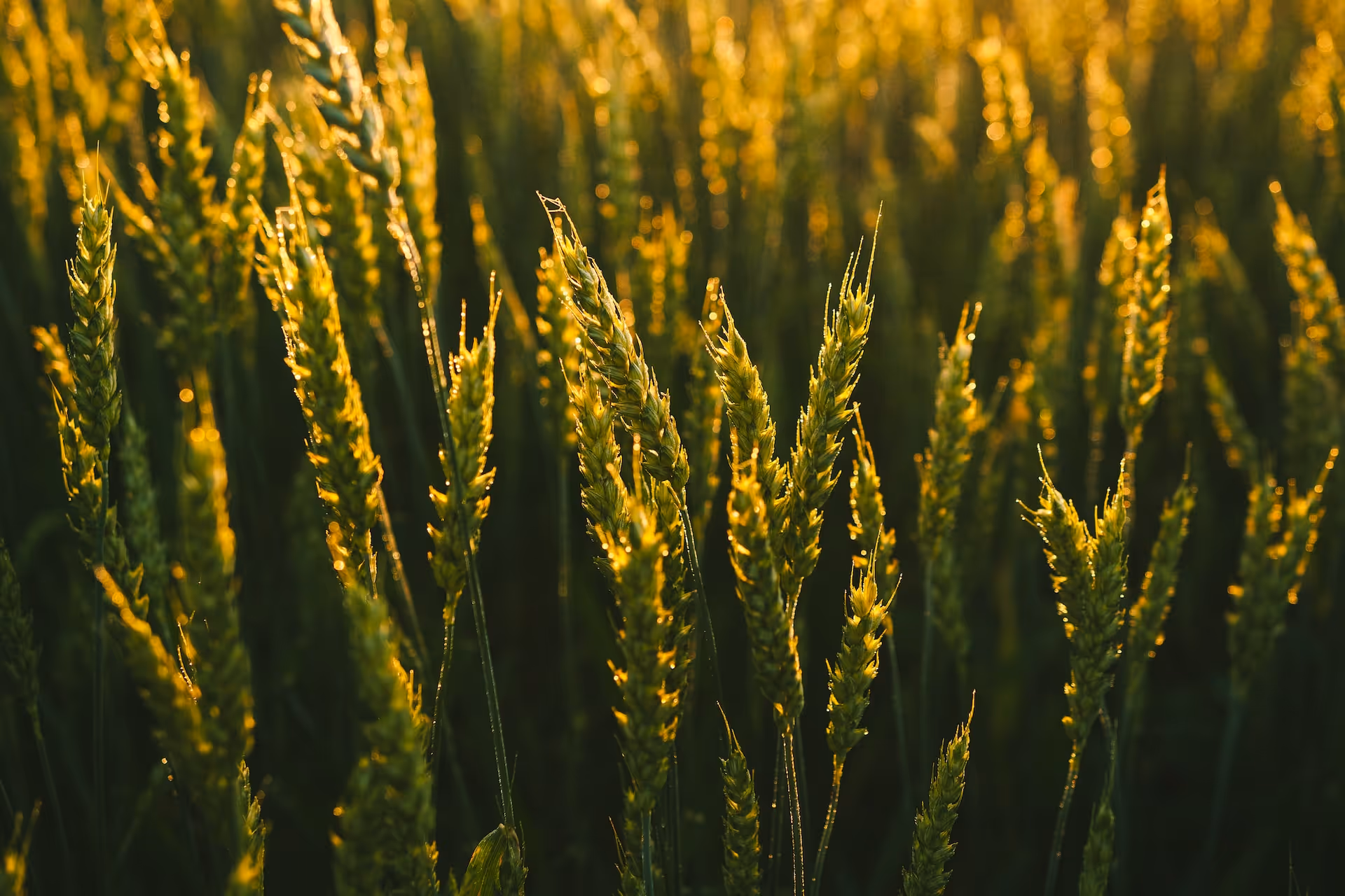 Digital Strategies for Alberta's Agricultural Sector - Twelverays blog