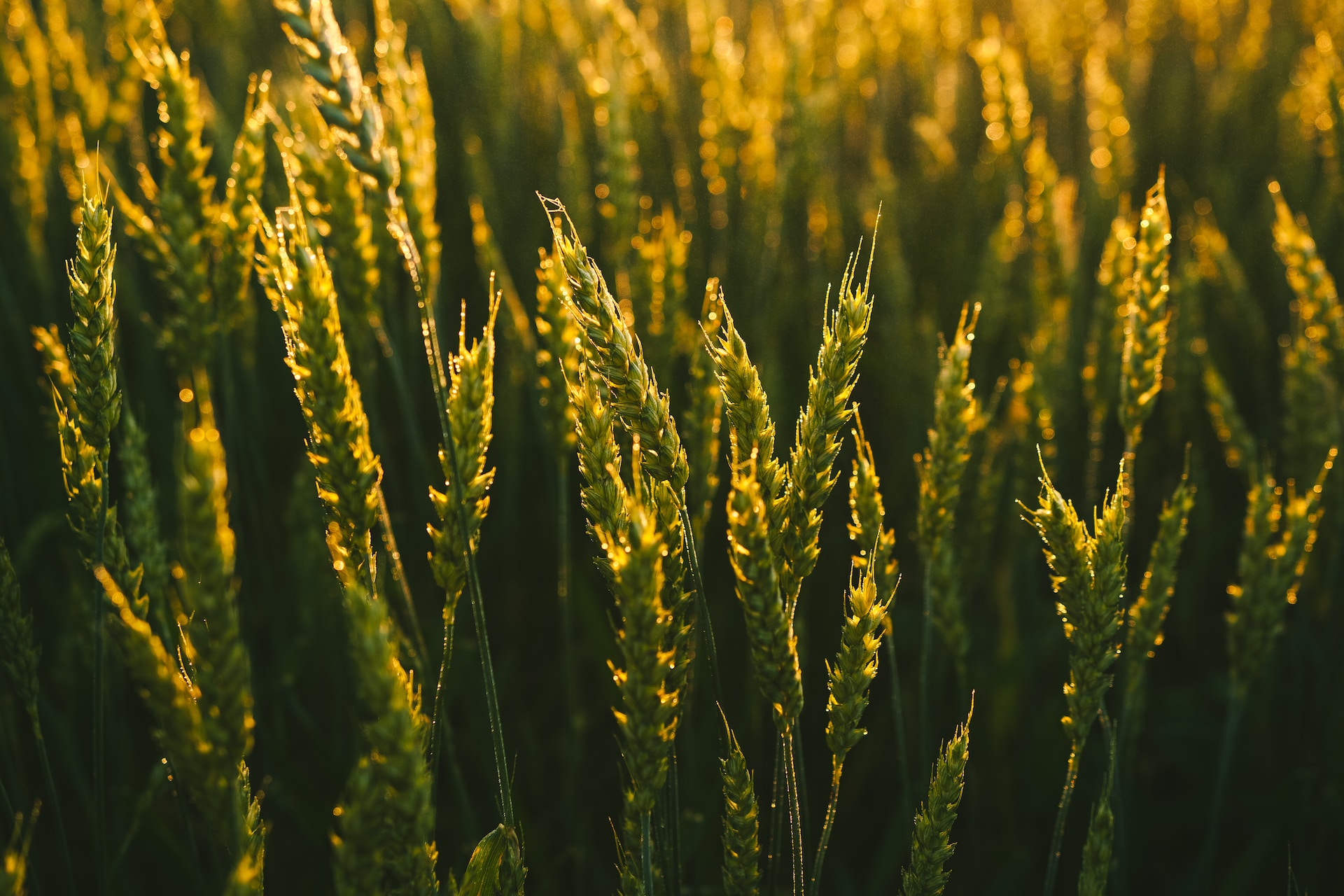 Digital Strategies for Alberta's Agricultural Sector - Twelverays blog