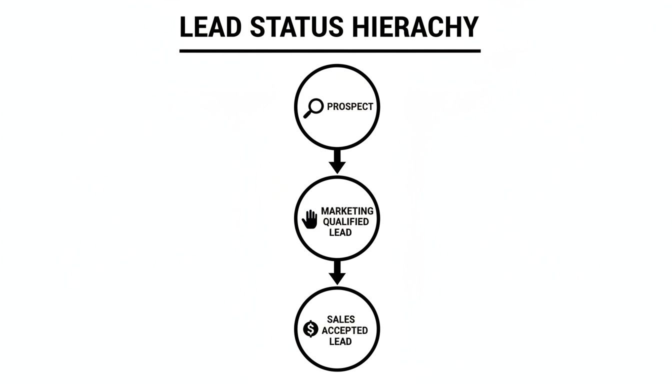 A lead status hierarchy flowchart showing the progression from prospect to marketing qualified lead to sales accepted lead.