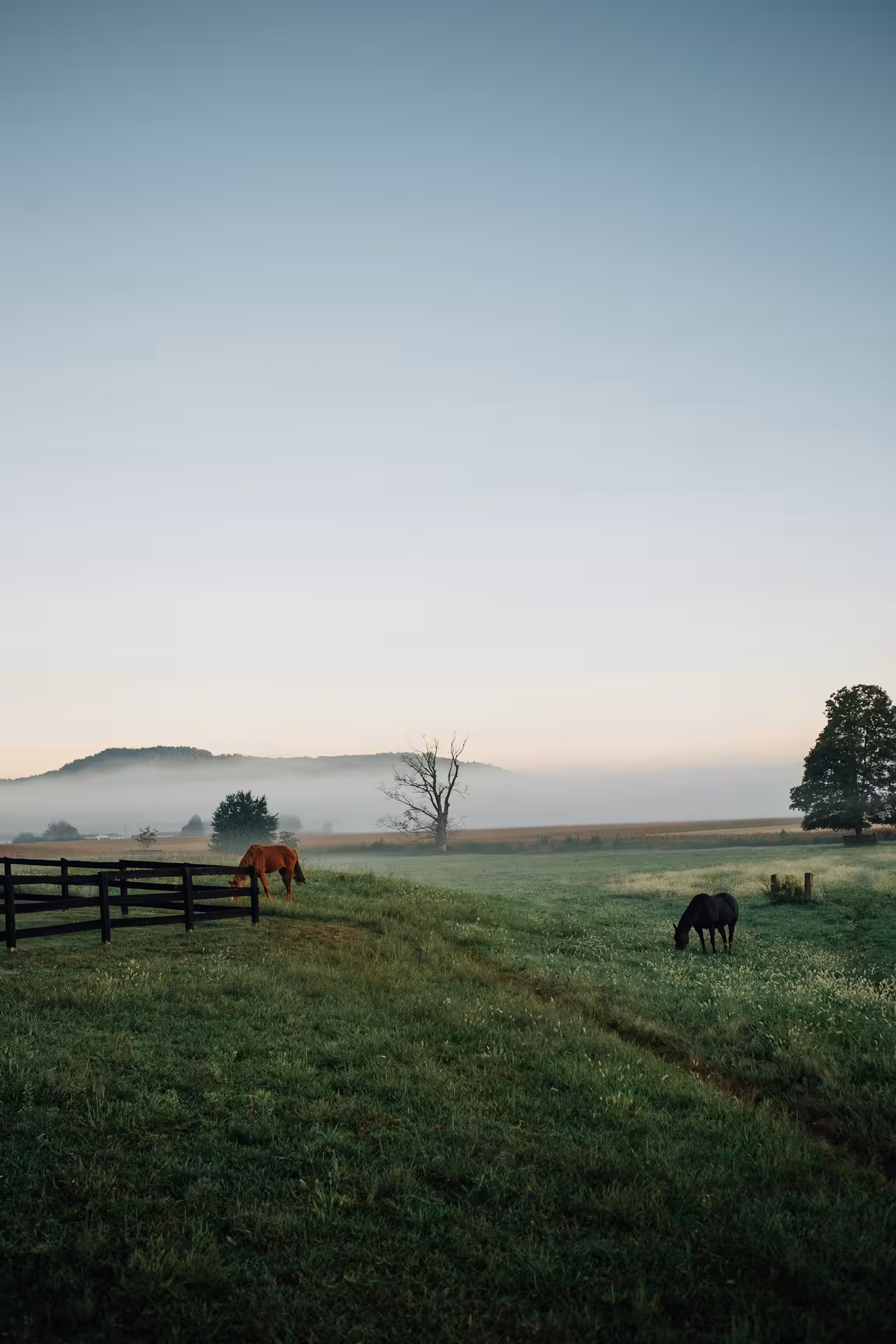 Two horses graze in a misty green pasture at dawn beside a wooden fence.