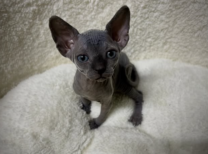 Black Sphynx kittens for sale litter photo