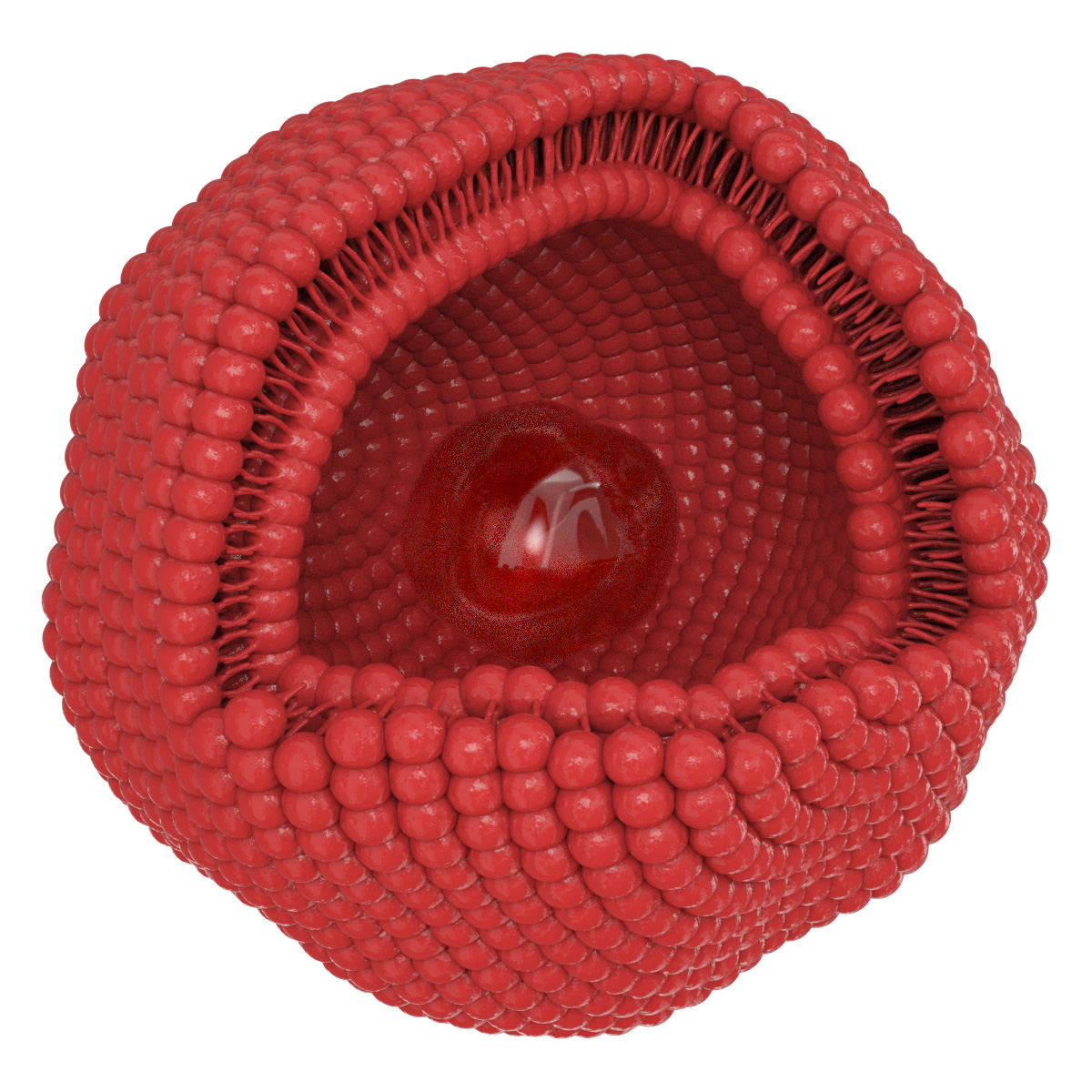 Closeup cutaway image of a cell