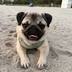 _that_pug_penny
