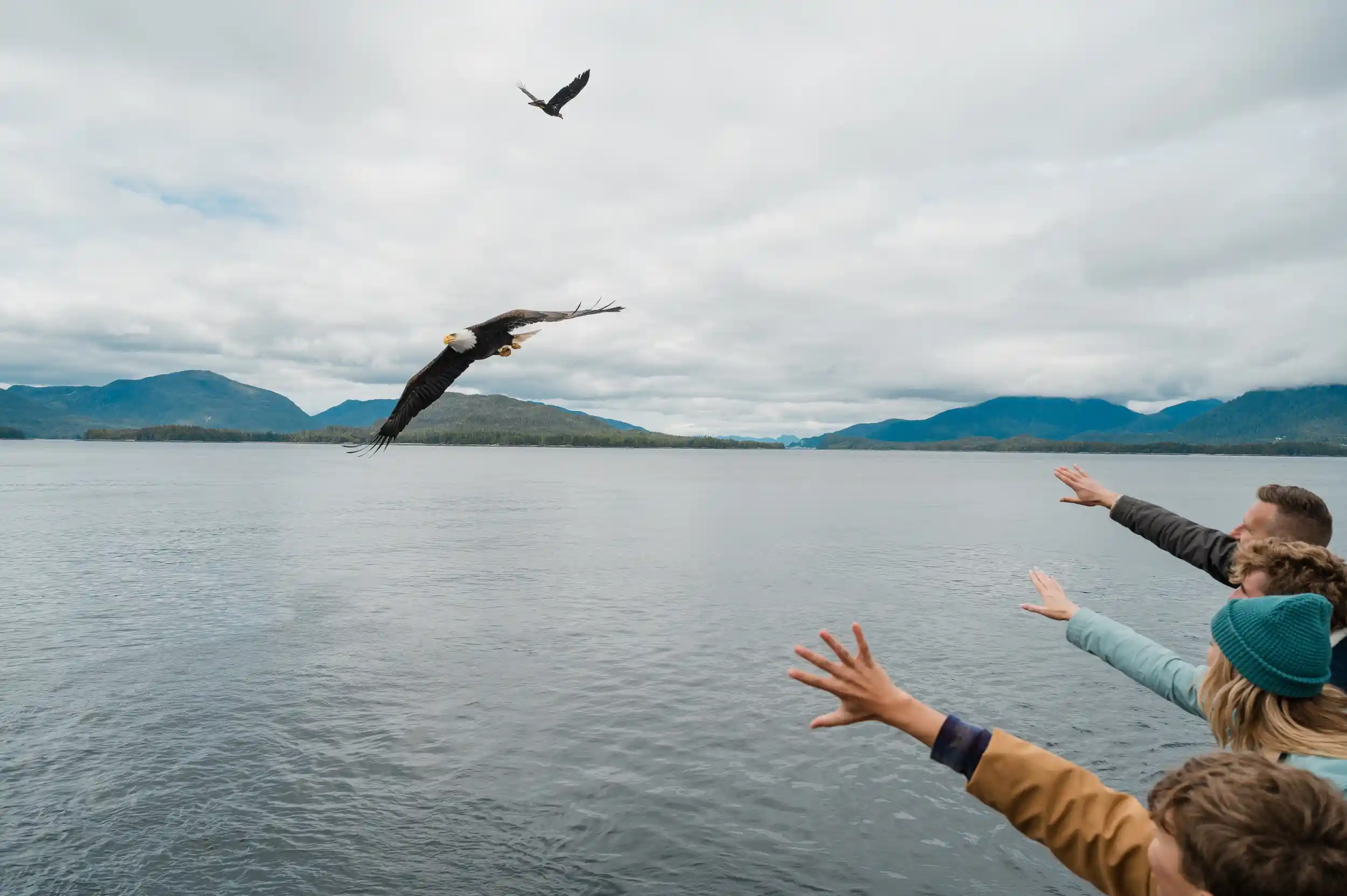 Bald eagles flying low over the water as passengers reach toward them from a boat near Ketchikan
