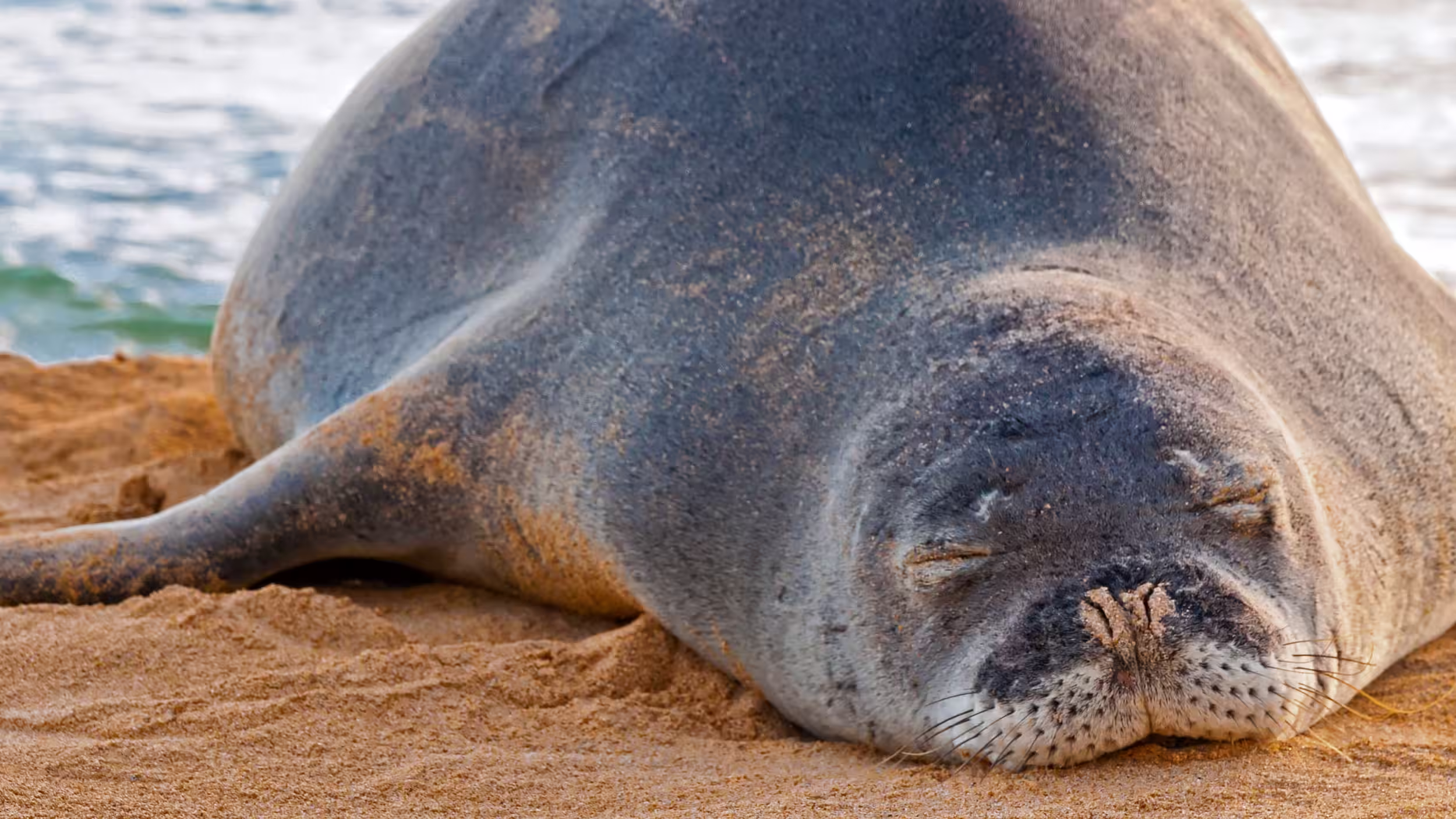 Endangered Hawaiian monk seal resting peacefully on the beach in Papahānaumokuākea Marine National Monument.