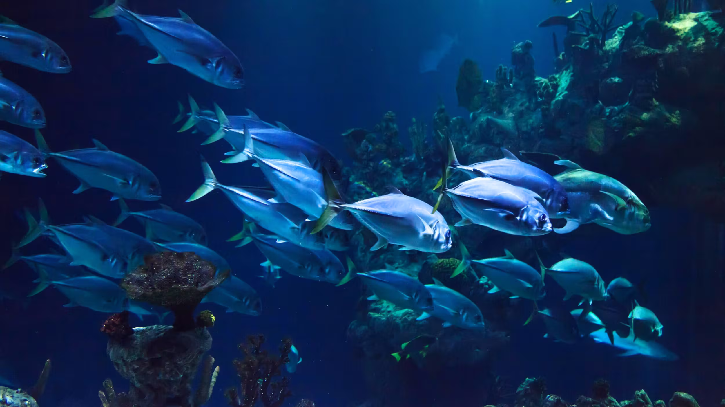 School of fish swimming above coral reefs in the protected waters of Papahānaumokuākea