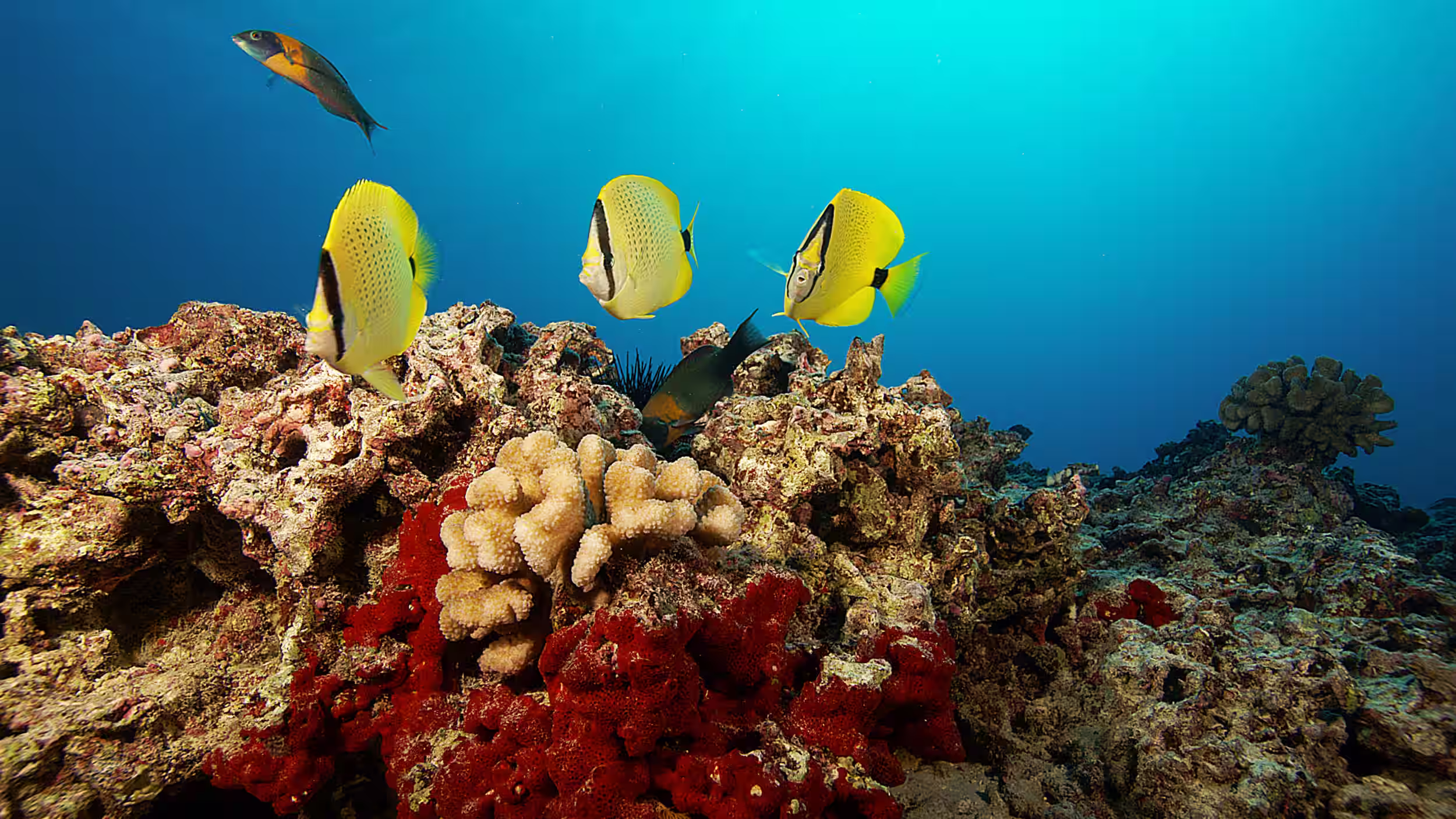 Colorful coral reef with butterflyfish in one of the world’s healthiest marine ecosystems, Papahānaumokuākea