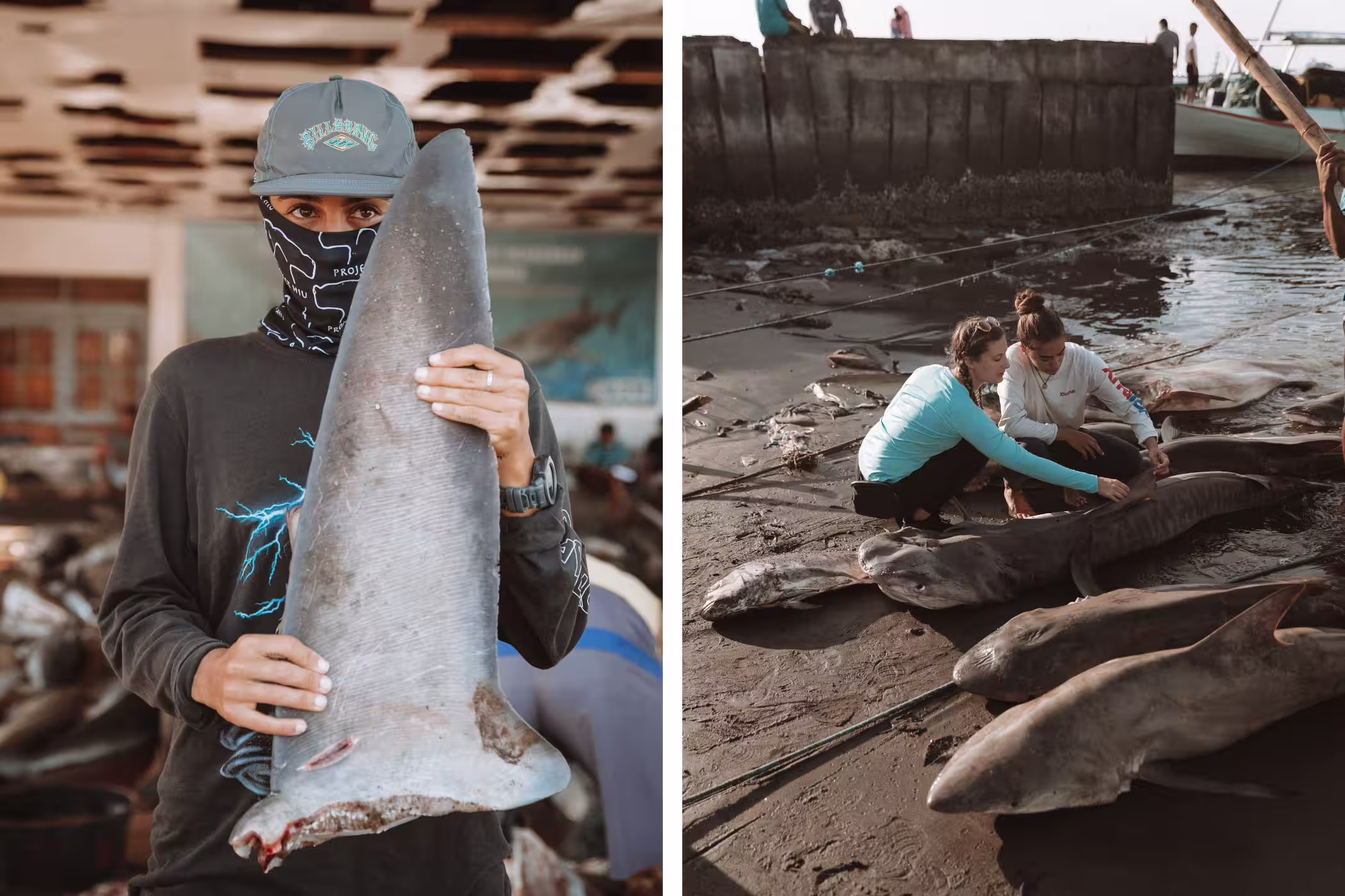  Project Hiu team documenting dead sharks at a landing site to raise awareness of overfishing and advocate for change.