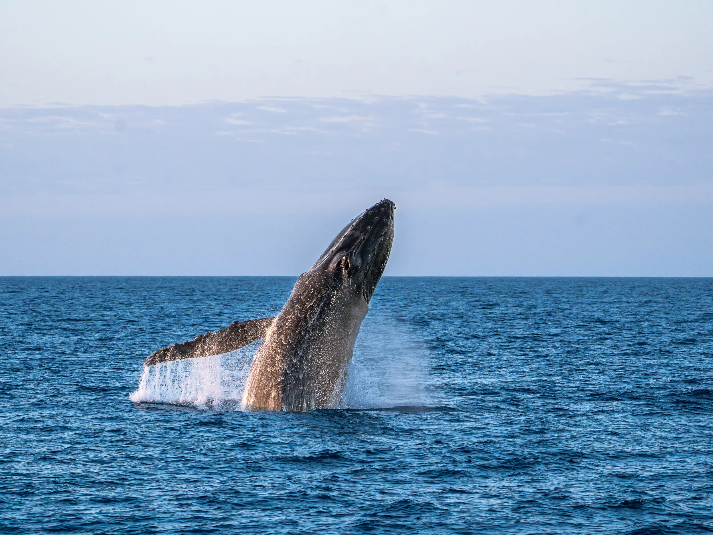 Humpback whale breaching powerfully from the ocean surface off the coast of Exmouth Australia.