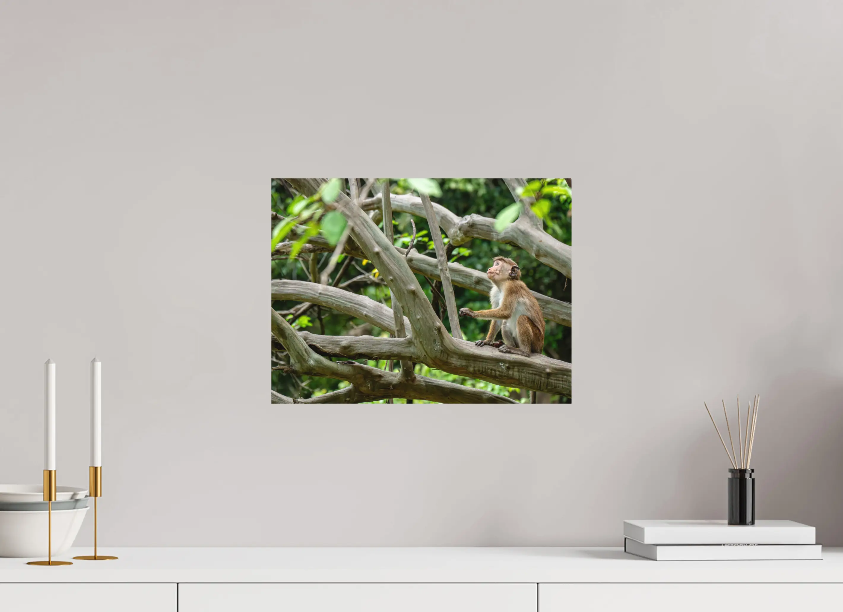 Fine art print “The Watchful Gaze” featuring a toque macaque sitting alert among the branches of a forest tree in Sri Lanka, displayed on aluminium dibond in a modern living room setting.