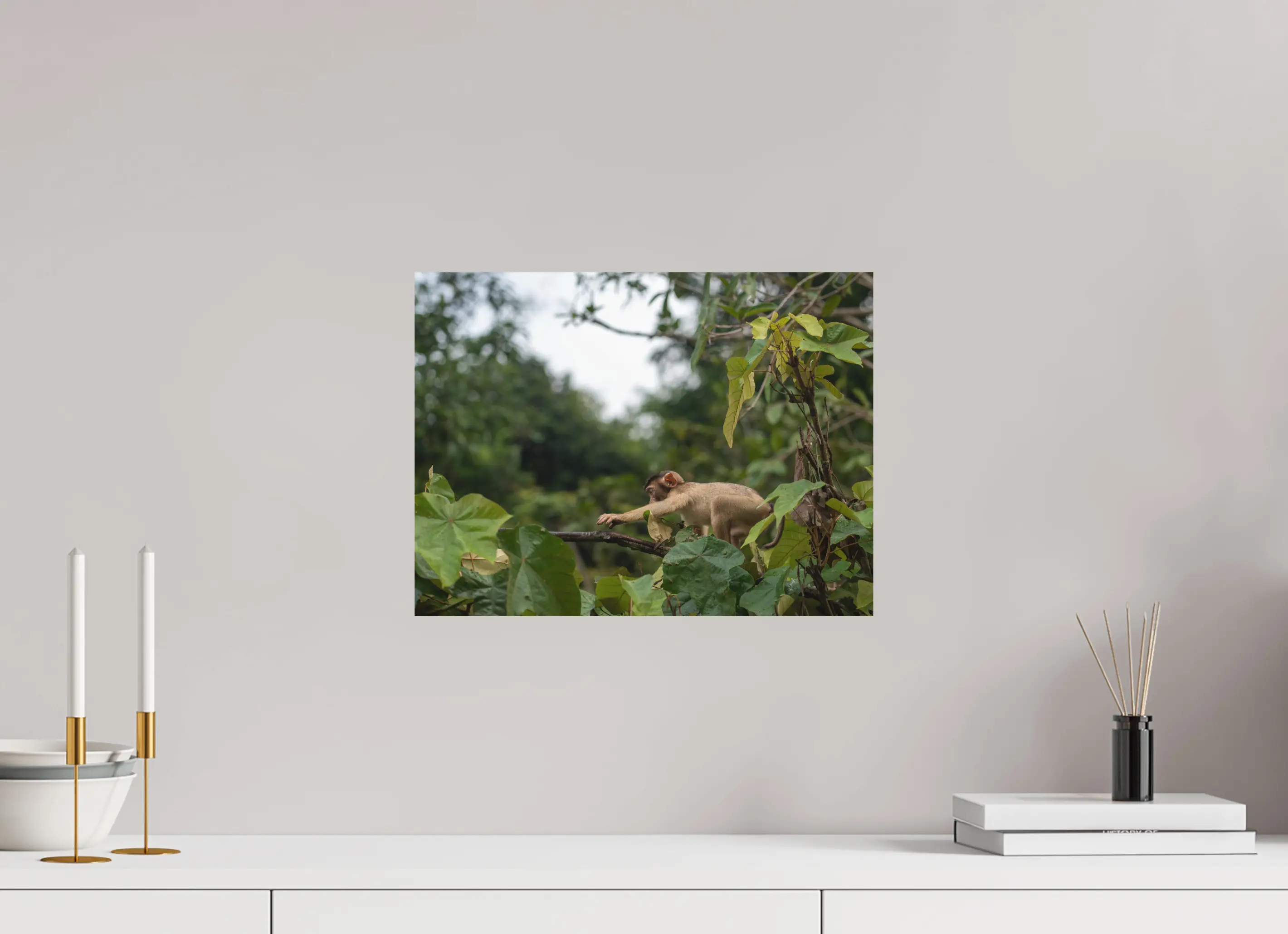Fine art print “The Reach” featuring a young macaque in the rainforests of Borneo, displayed on aluminium dibond in a modern living room setting.
