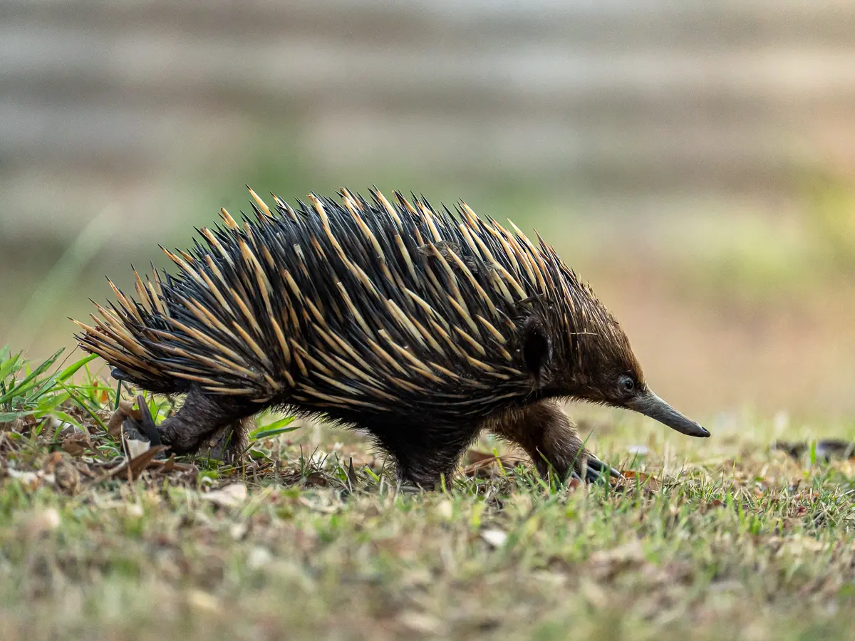 Short beaked echidna walking through grassy terrain in Australia highlighting its spines and long snout.